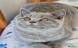 British Shorthair cats for sale: Gorgeous big boy kitten  - Image 2