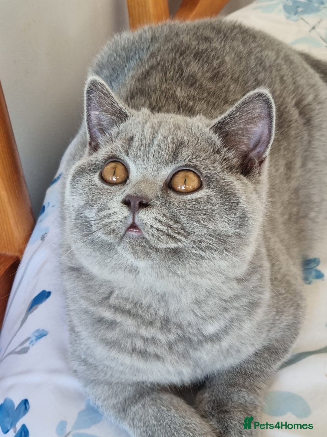British Shorthair cats for sale: Gorgeous big boy kitten  - Image 2