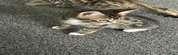 Bengal cats for sale: Bengal X - Advert 9