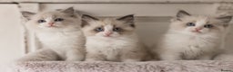 Ragdoll cats for sale: Bicolour and Lynx Ragdoll kittens - Advert 5