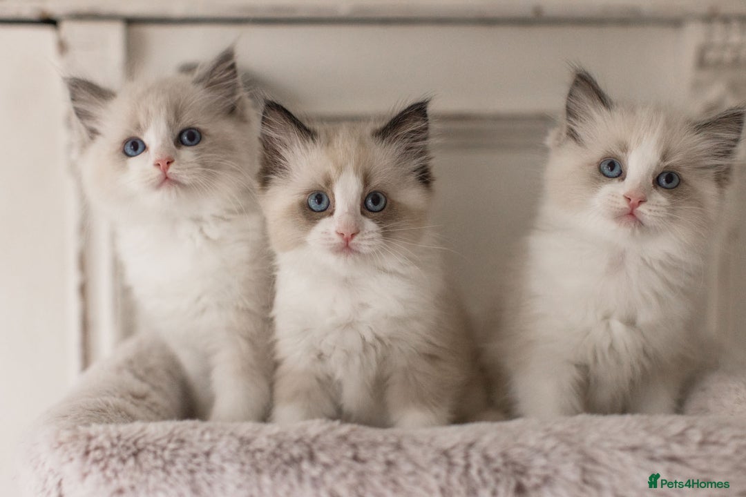 Ragdoll cats for sale: Bicolour and Lynx Ragdoll kittens - Advert 5