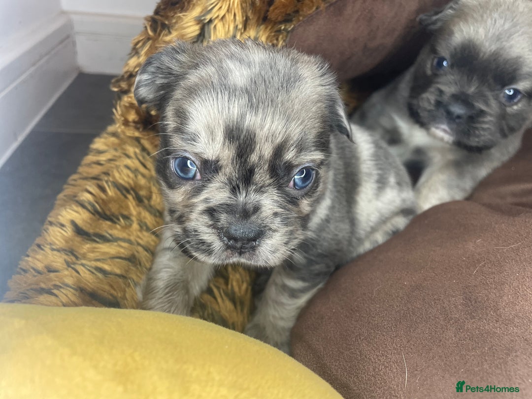 French Bulldog dogs for sale: 8 perfect fluffy visual French bulldogs dwkc reg - Advert 2