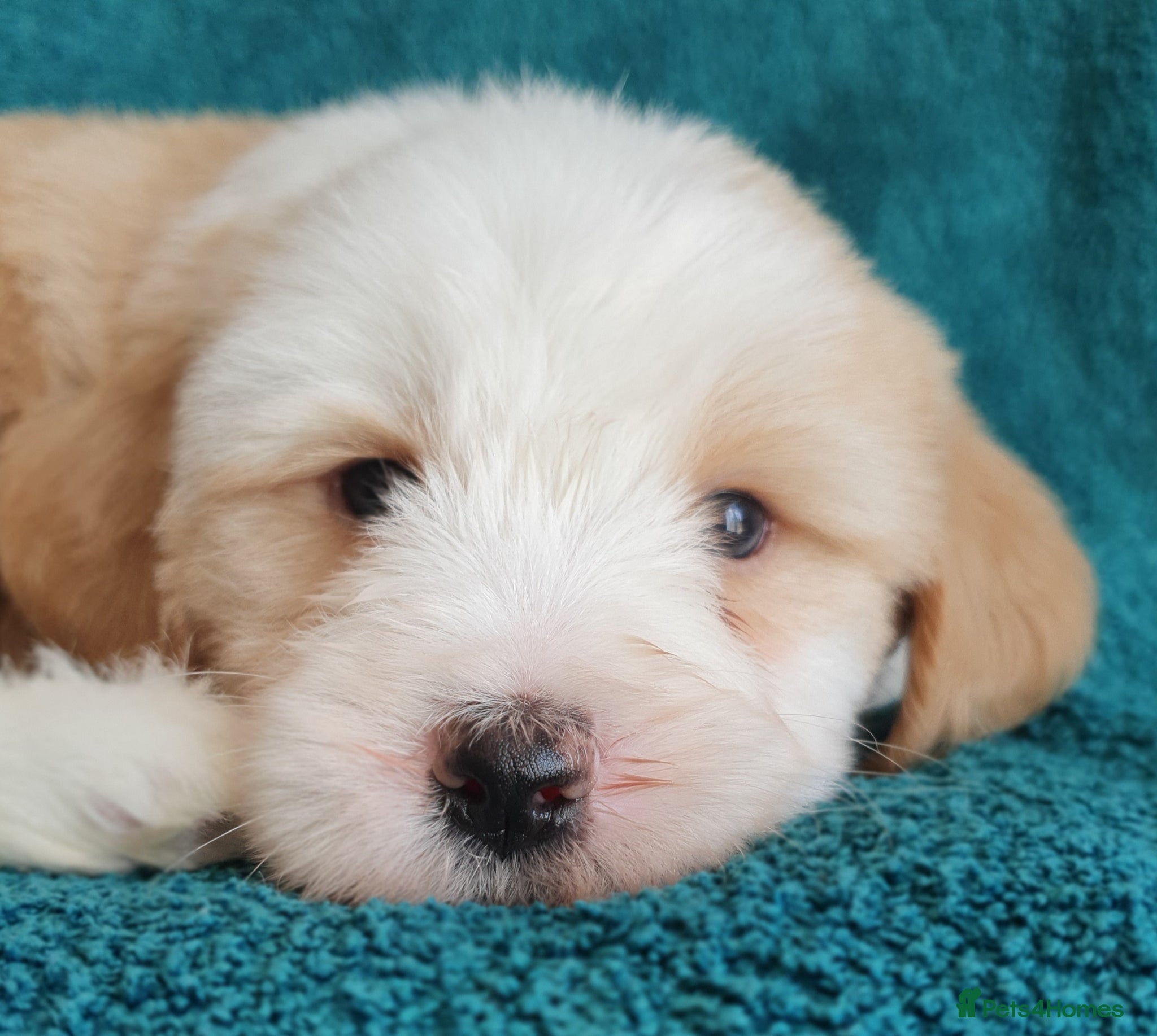 Tibetan Terrier dogs Stunning KCreged Tibetan terriers  - Advert 3