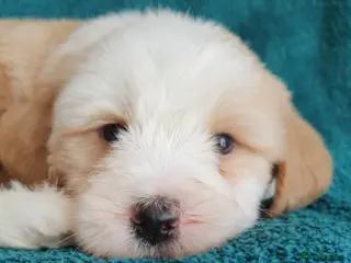 Tibetan Terrier dogs Stunning KCreged Tibetan terriers - Advert 3