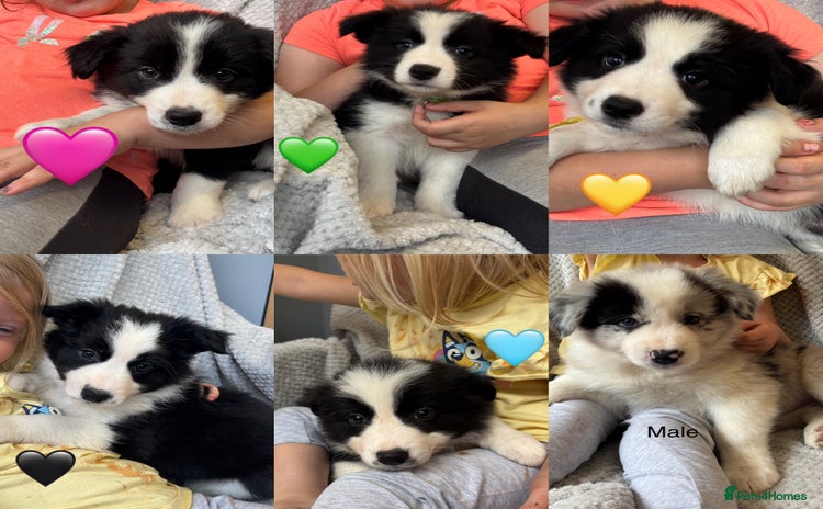 Border Collie dogs - Advert 2