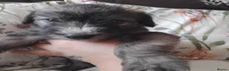 Mixed Breed dogs for sale: 2 Bedlington terrier cross lurcher pups in Romford - Advert 5