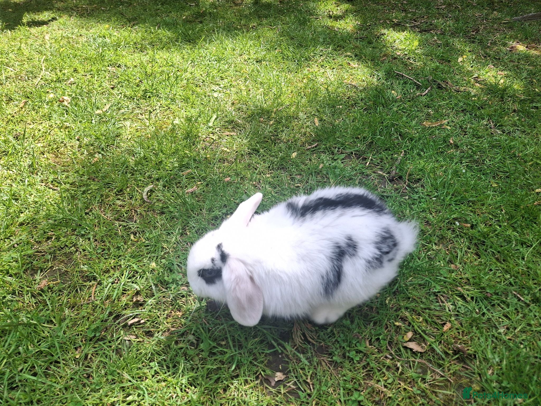 Dwarf Lop rabbits Dwarf Lop Baby Rabbits - Advert 1