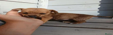Border Terrier 2