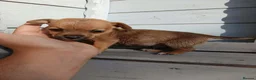 Border Terrier dogs for sale: 2 border terrier puppies for sale  - Advert 9