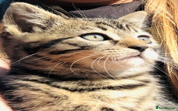 Mixed Breed cats for sale: Beautiful tabby kittens - Image 6