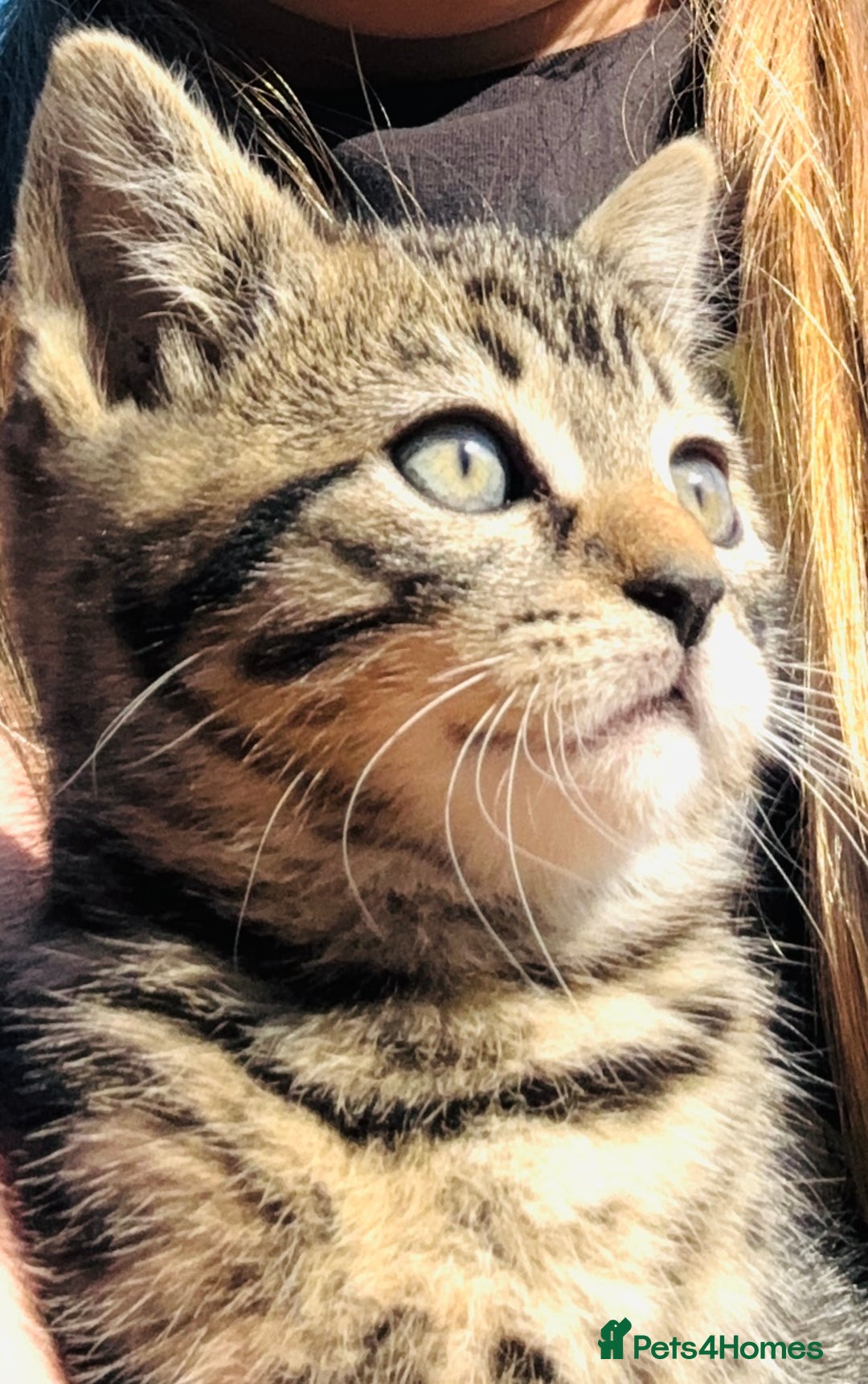 Mixed Breed cats for sale: Beautiful tabby kittens - Image 6
