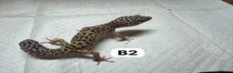 Leopard Gecko reptiles for sale: Available Rescue Looking for Their Forever Homes - Advert 6