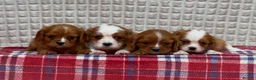 Cavalier King Charles Spaniel dogs for sale: STUNNING CAVALIER KING CHARLES PUPPIES  - Advert 8