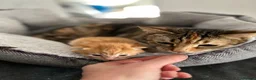 Mixed Breed cats for sale: Lovely mixed litter, ready now.  - Advert 7