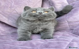 British Shorthair cats for sale: British shorthair kittens🐻🐻‍❄️🐻🐻‍❄️🐻🐻‍❄️ - Image 3