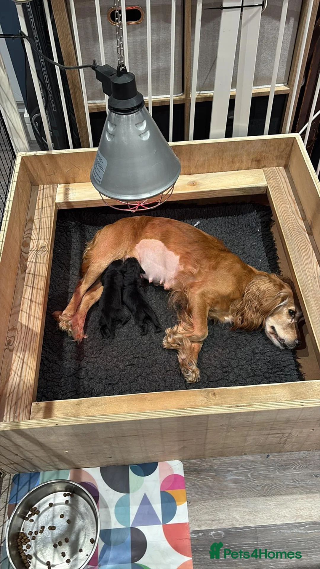 Cockerdor dogs for sale:  5 week old Cockerdor puppies  - Advert 2