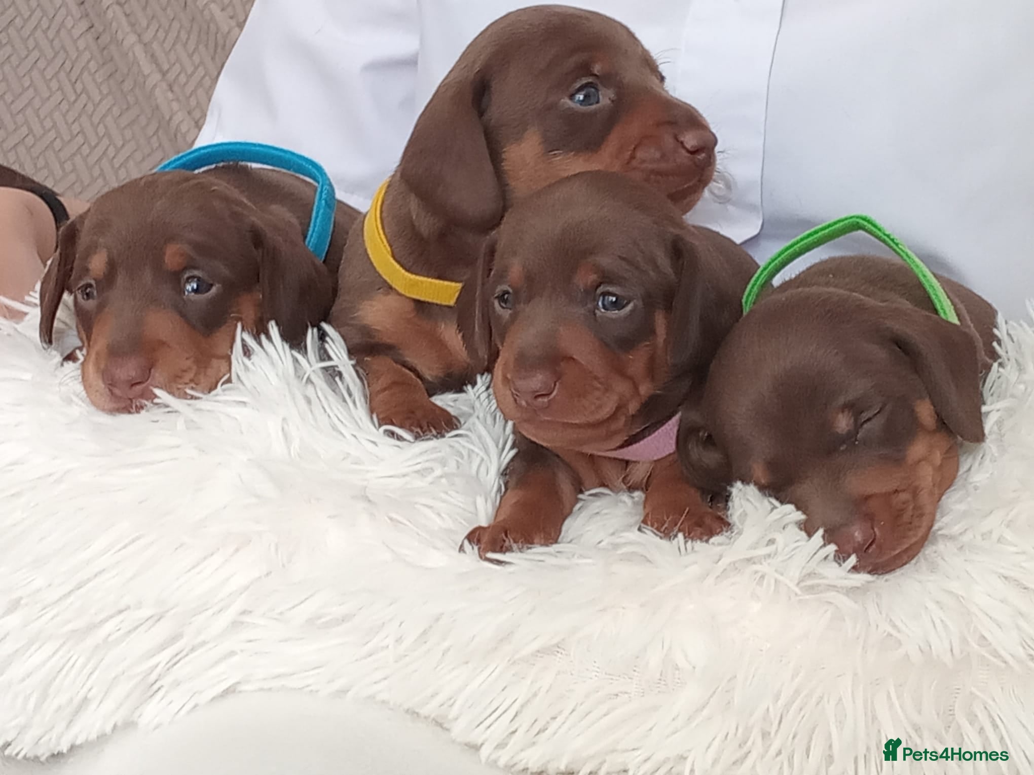 Dachshund dogs Stunning chunky Dachsund Puppies  - Advert 2