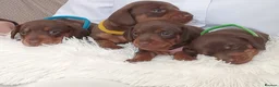 Dachshund dogs for sale: Stunning chunky Dachsund Puppies  in Braintree - Advert 3