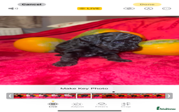 Cavapoo dogs for sale: 🐶 Beautiful Cavapoo Puppies -Ready Soon!!! - Image 7