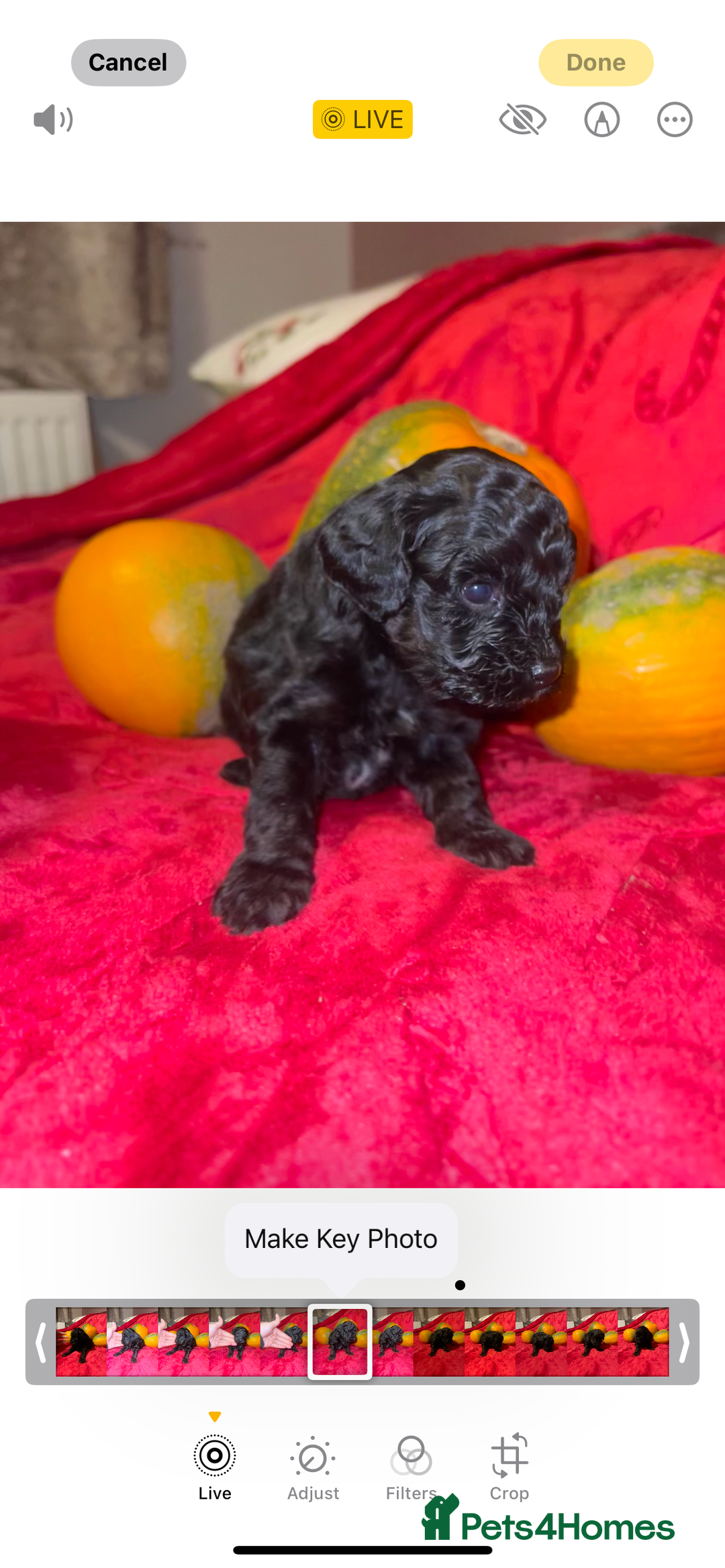 Cavapoo dogs for sale: 🐶 Beautiful Cavapoo Puppies -Ready Soon!!! - Image 7