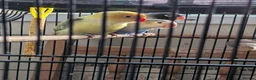 Lovebirds birds for sale: THREE LOVELY LOVEBIRDS  in Birmingham - Advert 3
