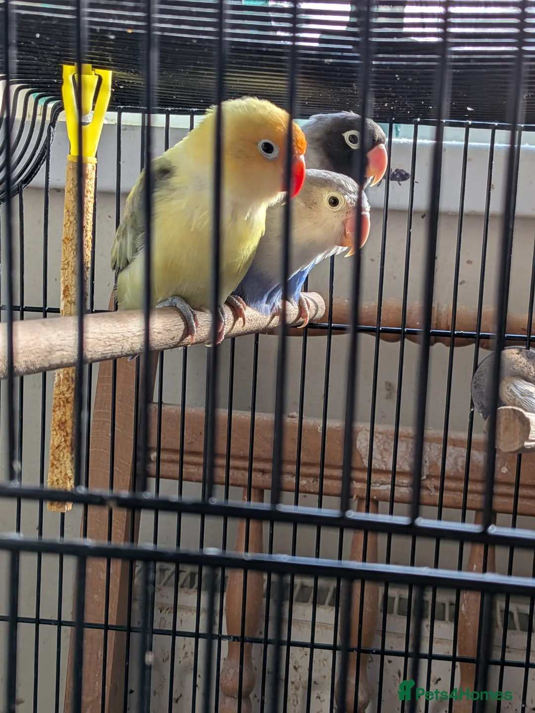 Lovebirds birds for sale: THREE LOVELY LOVEBIRDS  in Birmingham - Advert 3