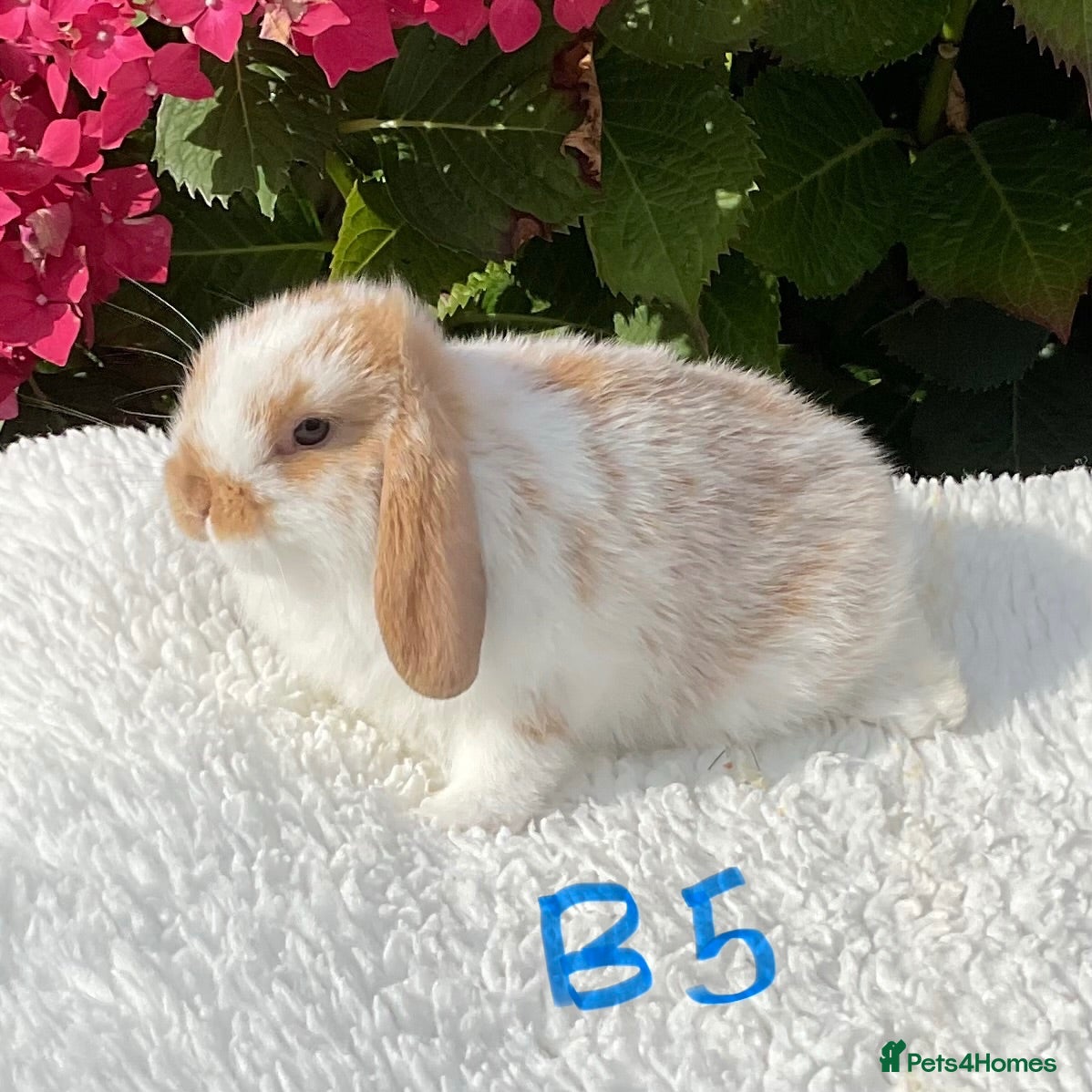 Mini Lop rabbits Pure bred mini lops baby rabbits . - Advert 1