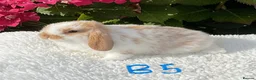Mini Lop rabbits for sale: Pure bred mini lops baby rabbits . - Advert 12