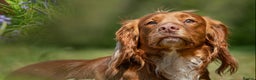 Cocker Spaniel dogs for stud: FTCH Howesyke Regal - Working Cocker in Orpington - Advert 3