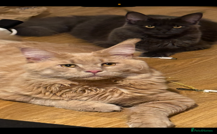 Maine Coon cats - Advert 3