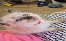 Ragdoll cats for sale: Beautiful Ragdolls Parents health tested 💖 - Image 16