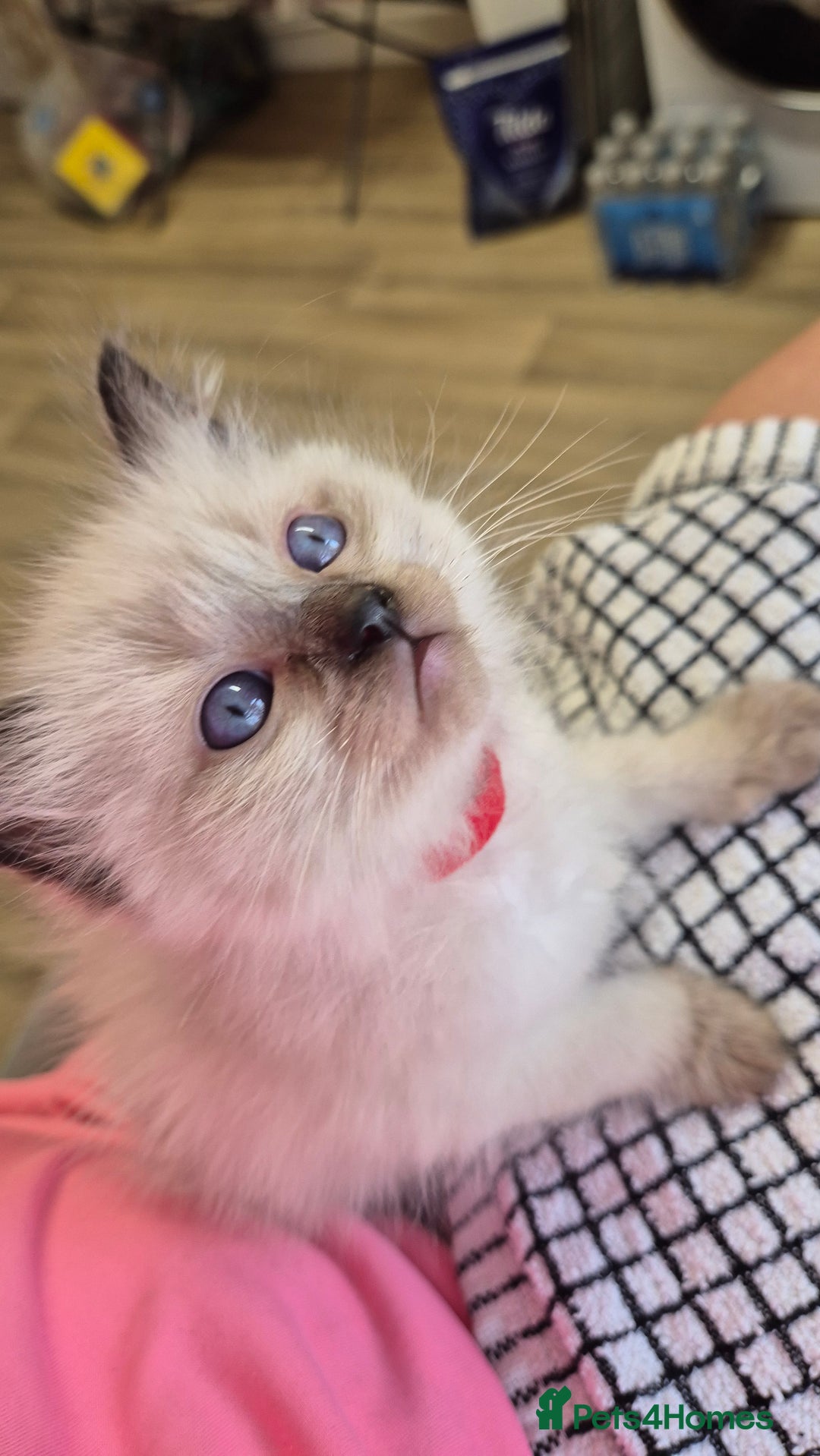 Ragdoll cats for sale: Beautiful Ragdolls Parents health tested 💖 - Image 16