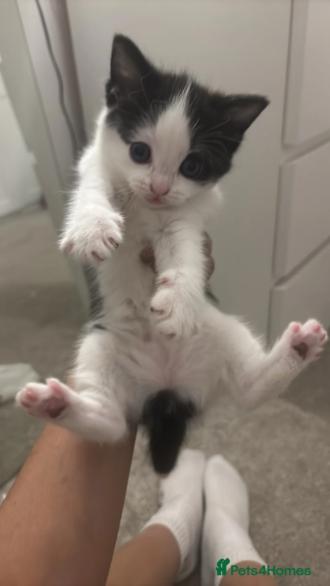 Mixed Breed cats for sale: Mixed breed  - Advert 3