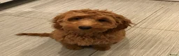 Mini Goldendoodle dogs for sale: F1 mini pups, Licensed Breeder & POLICE K9 Trainer - Advert 11