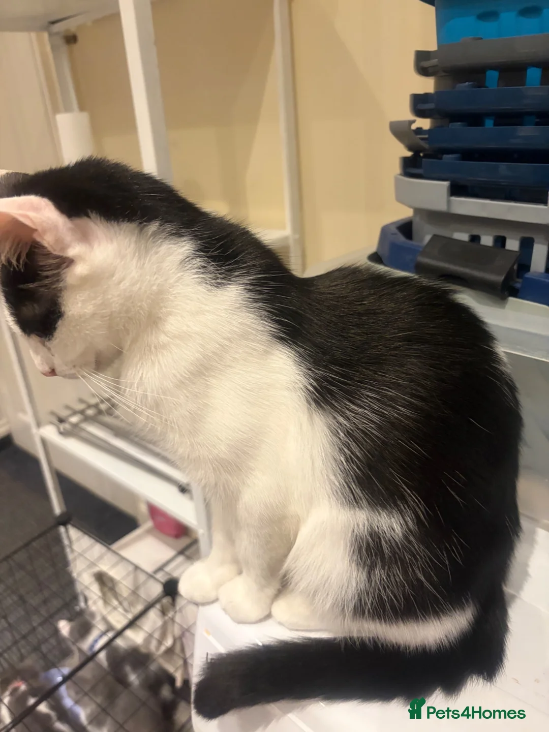 Domestic Shorthair cats for sale: 2 female cat for rehomnig - Advert 2