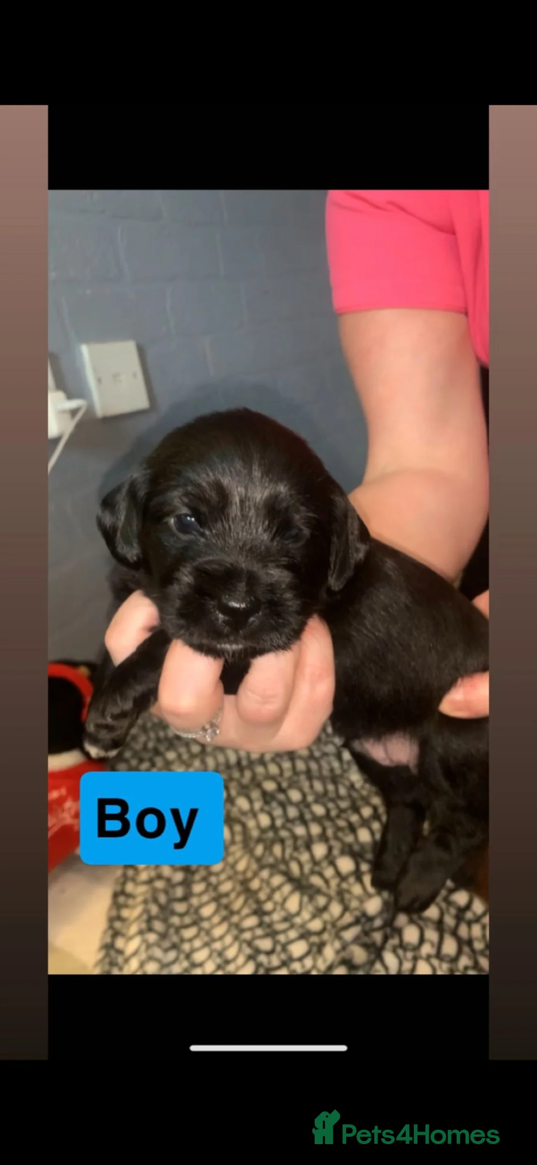 Mixed Breed dogs for sale: Litter of 5 beautiful puppies - Advert 4