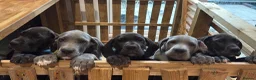 Great Dane dogs for sale: Blue & Black KC registered Great Dane Pups - Advert 2