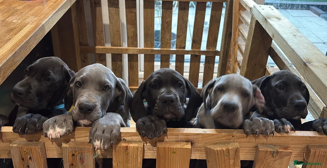 Great Dane dogs for sale: Blue & Black KC registered Great Dane Pups - Advert 2