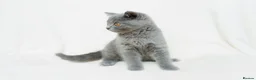 British Shorthair cats for sale: Blue British Shorthair 2 Kittens Left **MUST SEE** - Advert 13