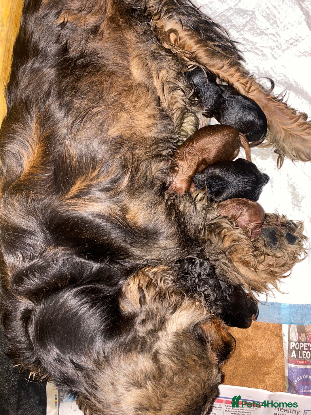 Cockapoo dogs for sale: Beautiful F1 Toy Cockapoo puppies  - Image 7