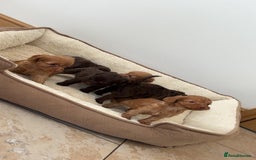 Cockapoo dogs for sale: Stunning Litter of 6 F1 Cockerpoo puppies  - Image 9