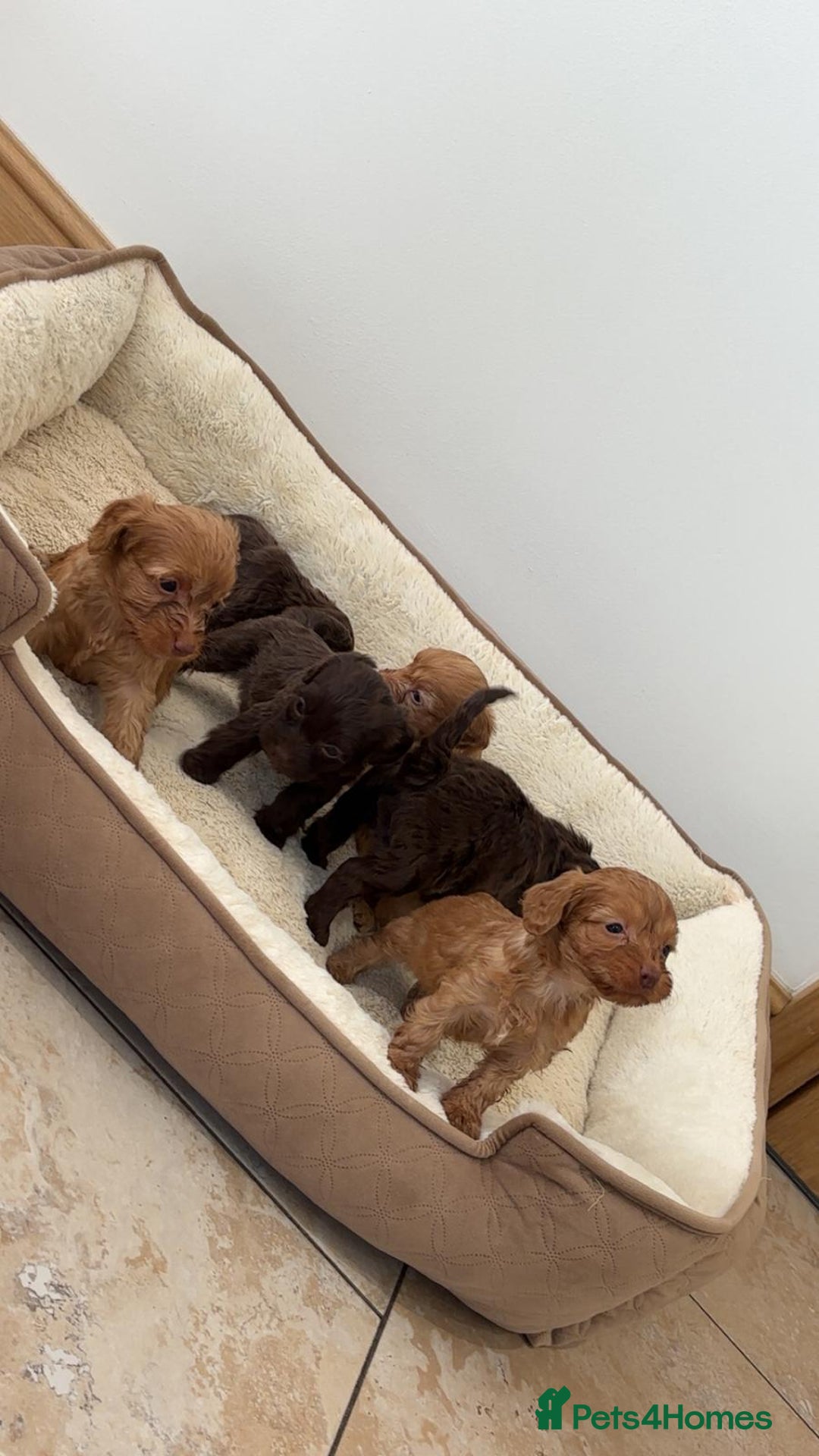 Cockapoo dogs for sale: Stunning Litter of 6 F1 Cockerpoo puppies  - Image 9