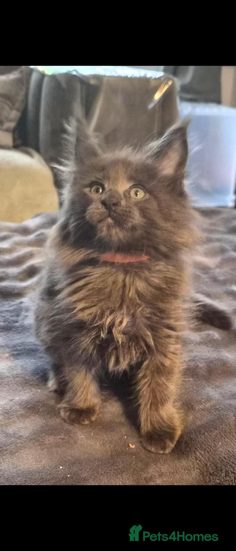 Maine Coon cats Maine coon pedigree kittens  - Advert 3