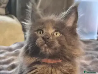 Maine Coon cats Maine coon pedigree kittens - Advert 3