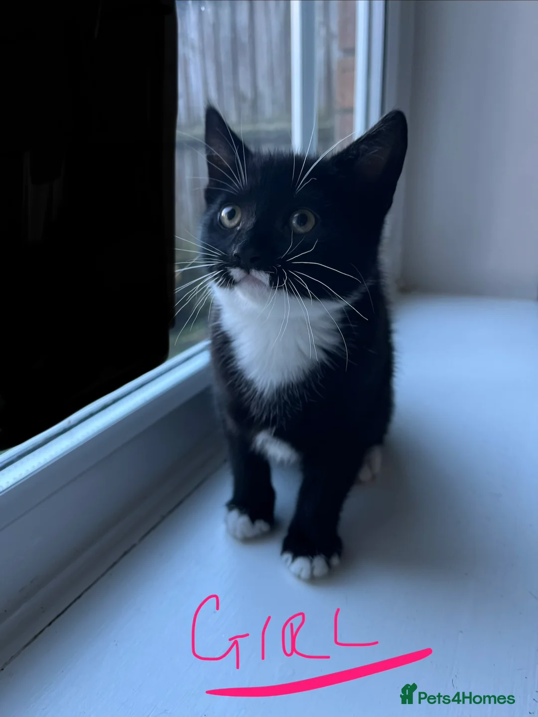 Mixed Breed cats for sale: 4 x Beautiful Playful Kittens Ready NOW - Advert 20