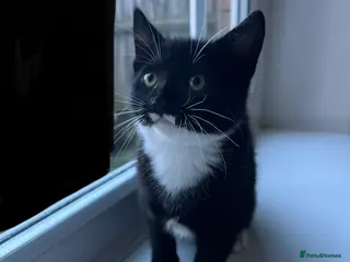 Mixed Breed cats 1 x Beautiful Playful Kitten left Ready NOW - Advert 7