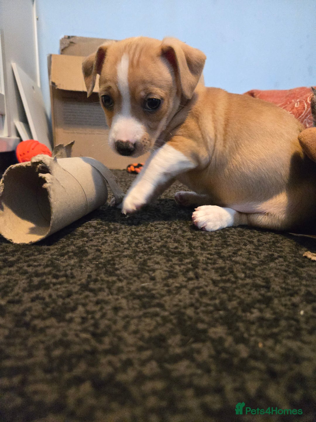 Jack Russell dogs for sale: Jack Russell puppies  - Advert 27