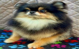 Pomeranian dogs for adoption: Tiny’s Story: A Fragile Soul Saved From the Edge - Image 3