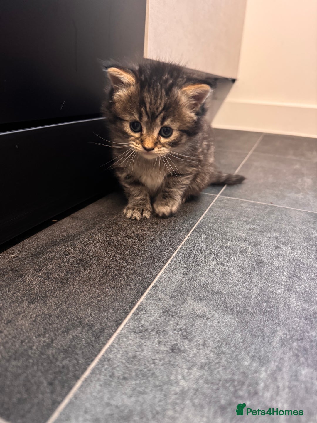 Mixed Breed cats for sale: 4 Adorable Kittens Looking For Forever Homes - Advert 6
