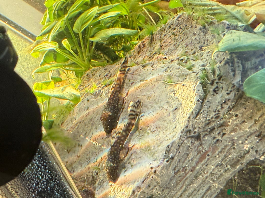 Tetras fish for sale: Fish and tank  - Image 11